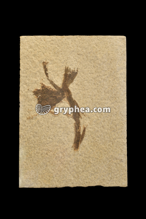 Plante fossile (Amaryliaceae, Eocène) - gryphea.com